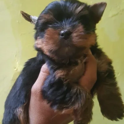 Yorkshire Terrier Price in Nashik | Yorkshire Terrier Puppies for sale in Nashik