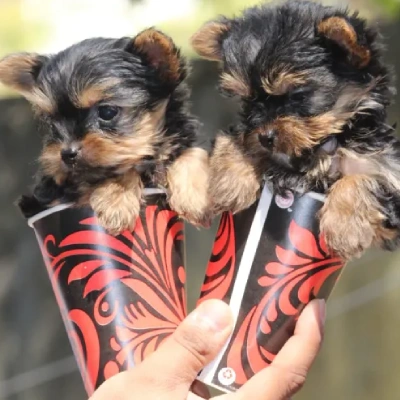 Yorkshire Terrier Price in Surat | Yorkshire Terrier Puppies for sale in Surat