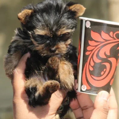 Yorkshire Terrier Price in Nashik | Yorkshire Terrier Puppies for sale in Nashik