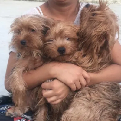 Yorkshire Terrier Price in Surat | Yorkshire Terrier Puppies for sale in Surat