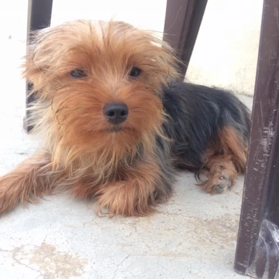 Yorkshire Terrier Price in Surat | Yorkshire Terrier Puppies for sale in Surat